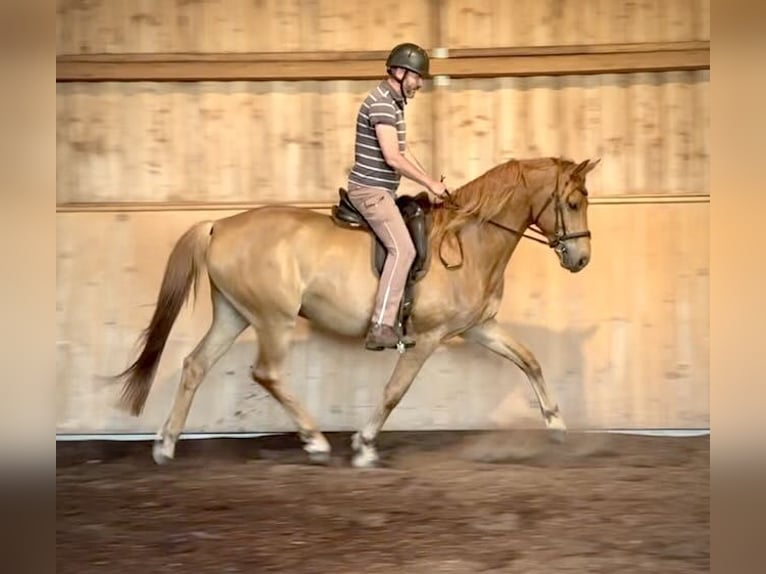 Duits sportpaard Ruin 6 Jaar 172 cm Vos in Liebenwalde