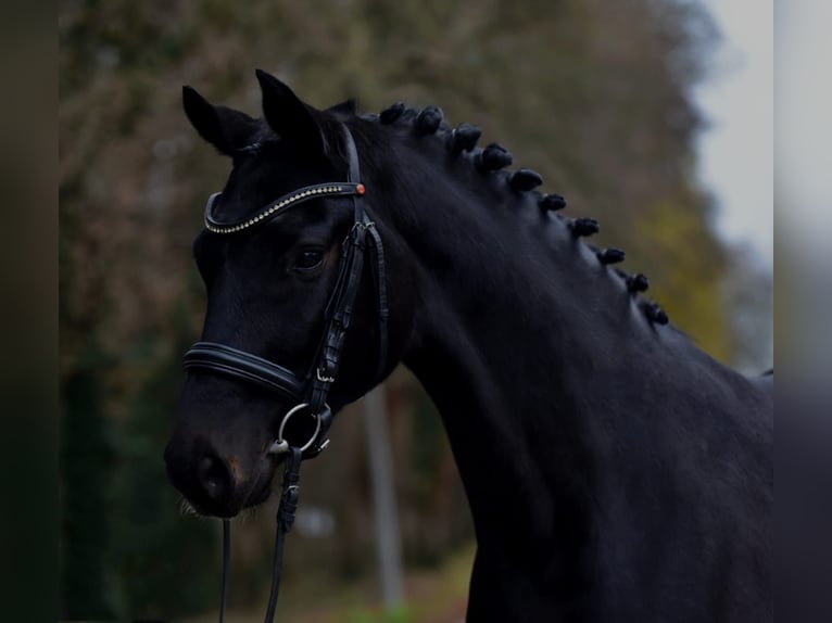 Duits sportpaard Ruin 6 Jaar 172 cm Zwartbruin in Grieselstein