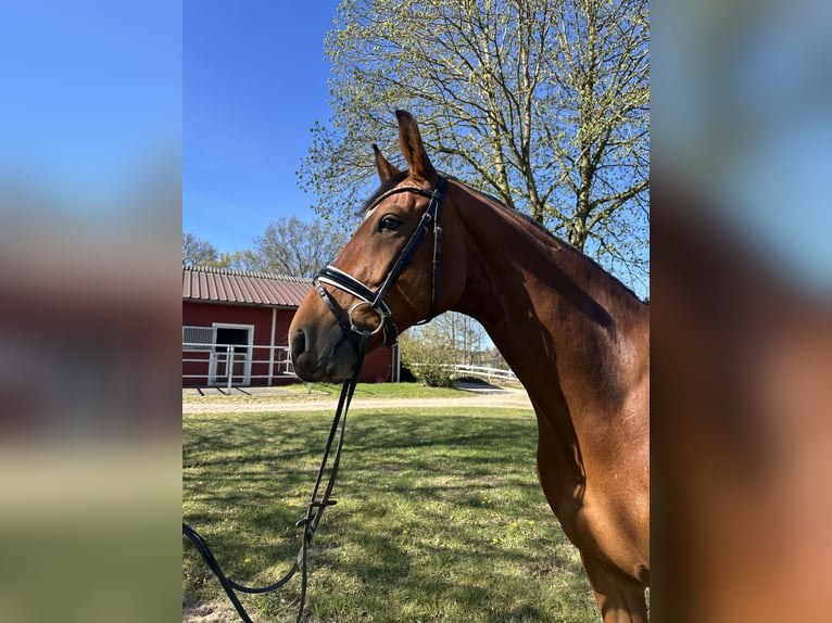 Duits sportpaard Ruin 6 Jaar 173 cm Bruin in Groß Vollstedt