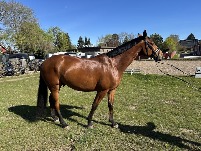 Duits sportpaard Ruin 6 Jaar 173 cm Bruin in Groß Vollstedt