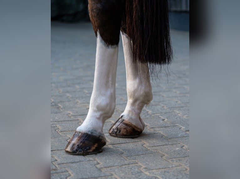 Duits sportpaard Ruin 6 Jaar 173 cm Bruin in Plauen OT Oberlosa