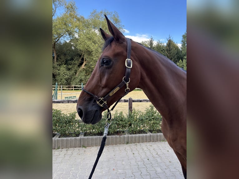 Duits sportpaard Ruin 6 Jaar 173 cm Bruin in Limburg an der Lahn