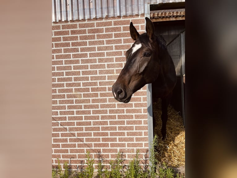 Duits sportpaard Ruin 6 Jaar 173 cm Donkerbruin in Niederkr&#xFC;chten