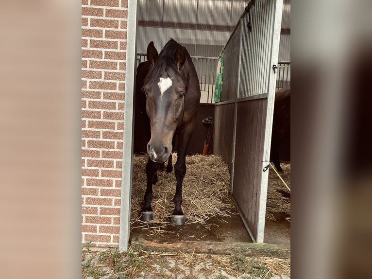 Duits sportpaard Ruin 6 Jaar 173 cm Donkerbruin in Niederkr&#xFC;chten