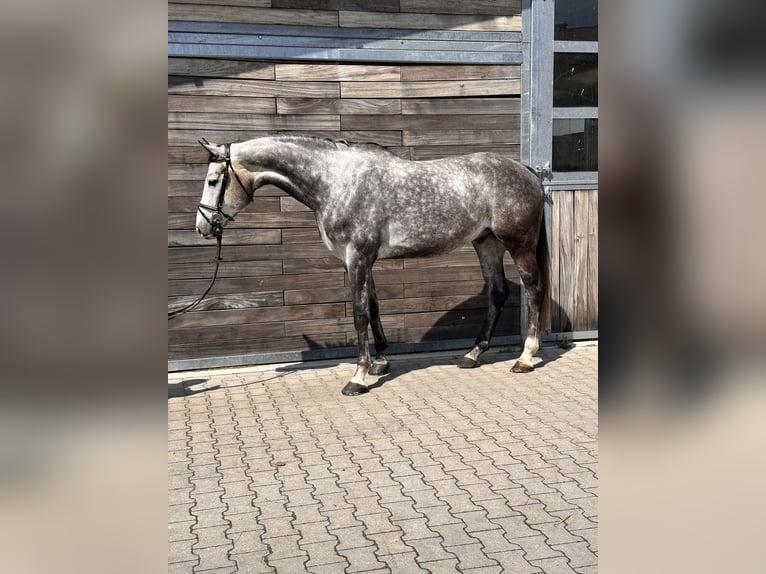 Duits sportpaard Ruin 6 Jaar 173 cm Schimmel in Leipzig