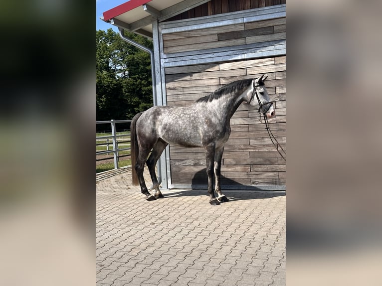 Duits sportpaard Ruin 6 Jaar 173 cm Schimmel in Leipzig