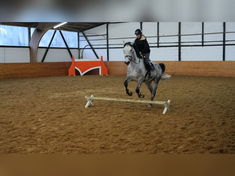 Duits sportpaard Ruin 6 Jaar 173 cm Schimmel in Ammerbuch