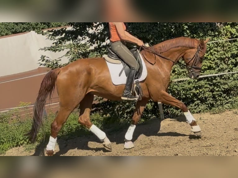 Duits sportpaard Ruin 6 Jaar 173 cm Vos in Velpke