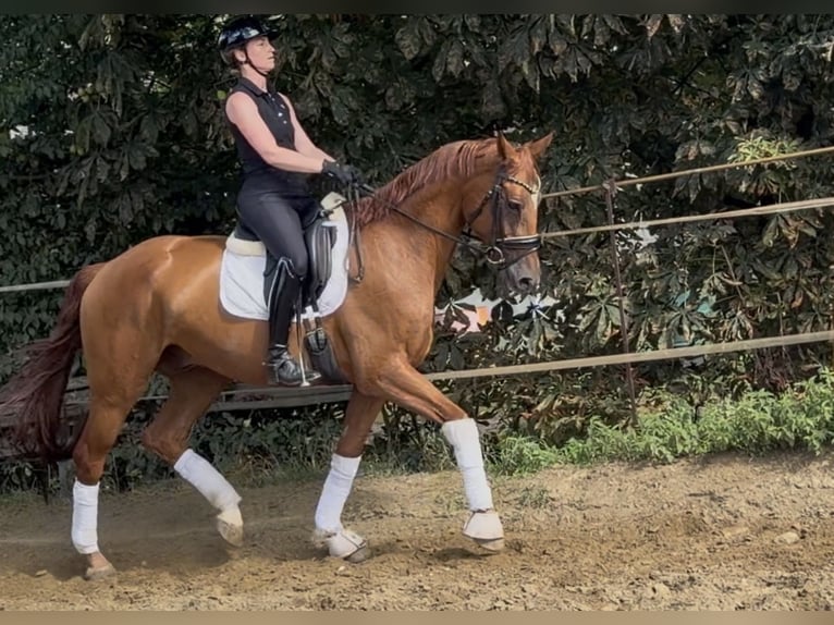 Duits sportpaard Ruin 6 Jaar 173 cm Vos in Velpke