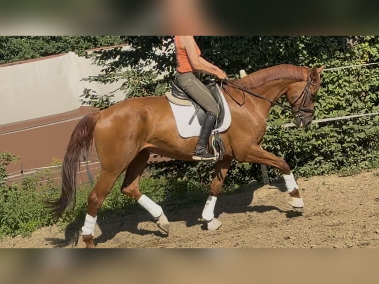 Duits sportpaard Ruin 6 Jaar 173 cm Vos in Velpke
