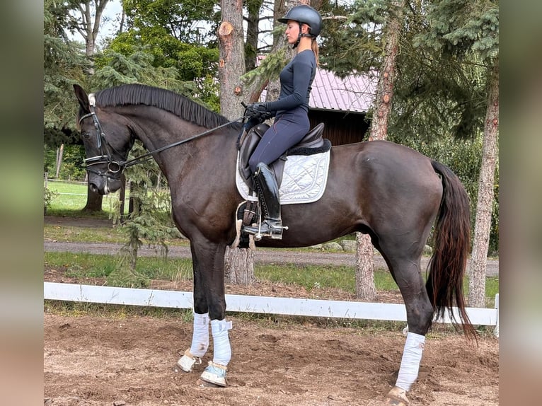 Duits sportpaard Ruin 6 Jaar 173 cm Zwart in Strausberg