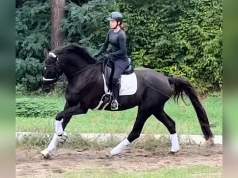 Duits sportpaard Ruin 6 Jaar 173 cm Zwart in Strausberg