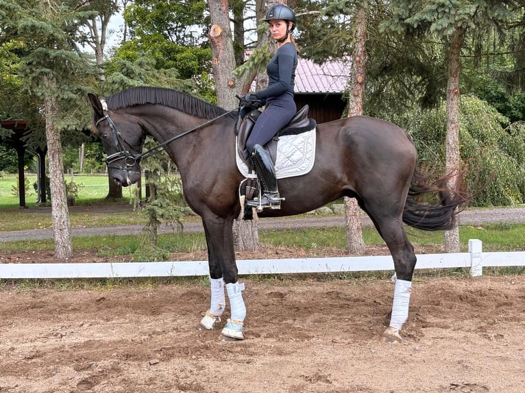 Duits sportpaard Ruin 6 Jaar 173 cm Zwart in Strausberg