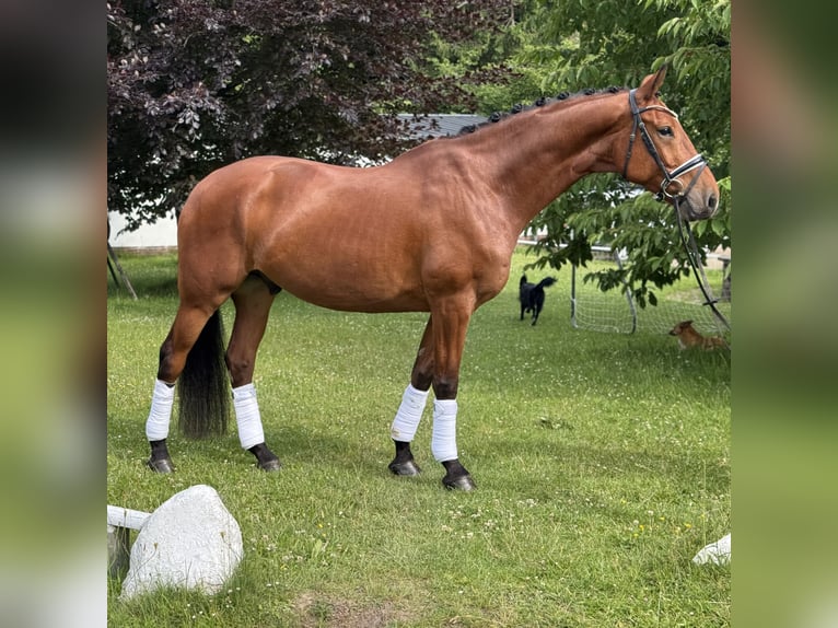 Duits sportpaard Ruin 6 Jaar 174 cm Bruin in Schierensee
