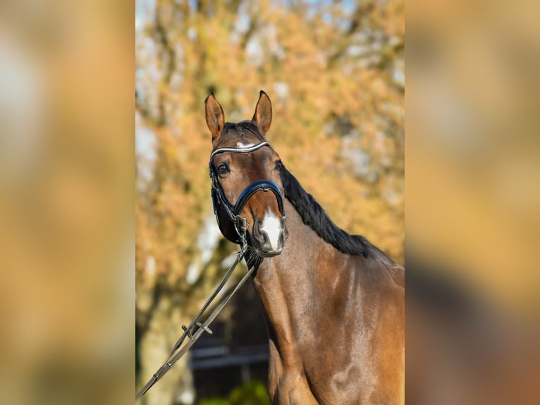 Duits sportpaard Ruin 6 Jaar 174 cm Bruin in Berlin