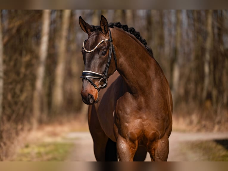 Duits sportpaard Ruin 6 Jaar 174 cm Donkerbruin in Wehringen