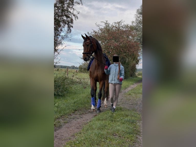 Duits sportpaard Ruin 6 Jaar 175 cm Bruin in Havelsee