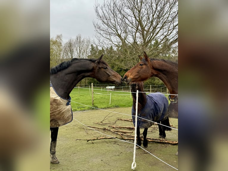 Duits sportpaard Ruin 6 Jaar 175 cm Donkerbruin in Essen