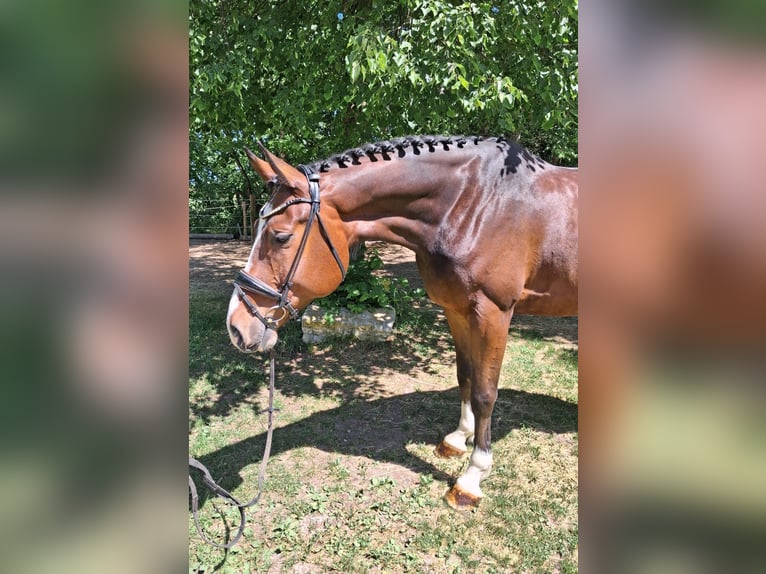 Duits sportpaard Ruin 6 Jaar 175 cm Donkerbruin in HolzgünzHolzgünz