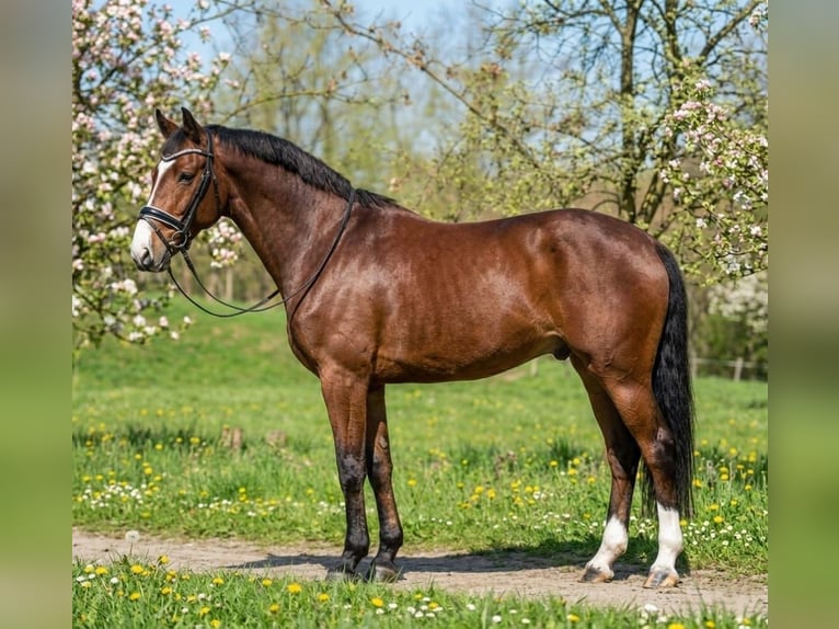 Duits sportpaard Ruin 6 Jaar 175 cm Roodbruin in Kecskemét