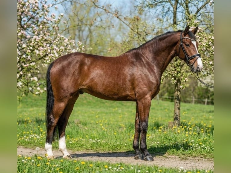 Duits sportpaard Ruin 6 Jaar 175 cm Roodbruin in Kecskemét