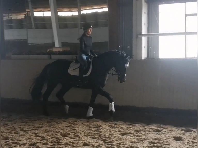 Duits sportpaard Ruin 6 Jaar 175 cm Zwart in Grimma