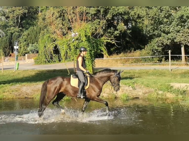 Duits sportpaard Ruin 6 Jaar 175 cm Zwart in Grimma