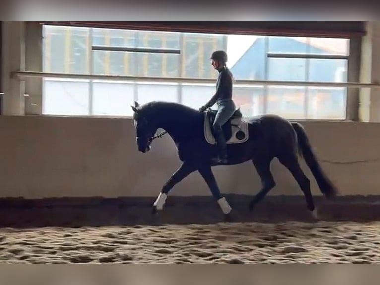 Duits sportpaard Ruin 6 Jaar 175 cm Zwart in Grimma