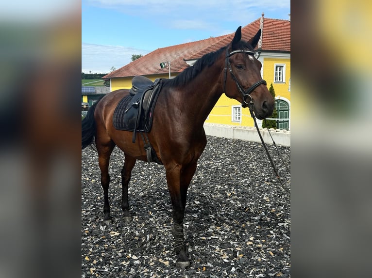 Duits sportpaard Ruin 6 Jaar 176 cm Bruin in Kornberg