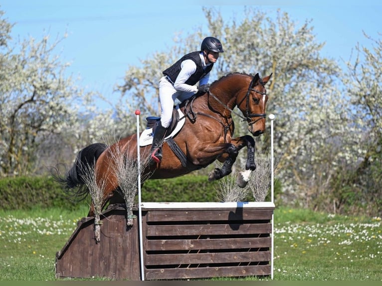 Duits sportpaard Ruin 6 Jaar 176 cm Bruin in Gomadingen