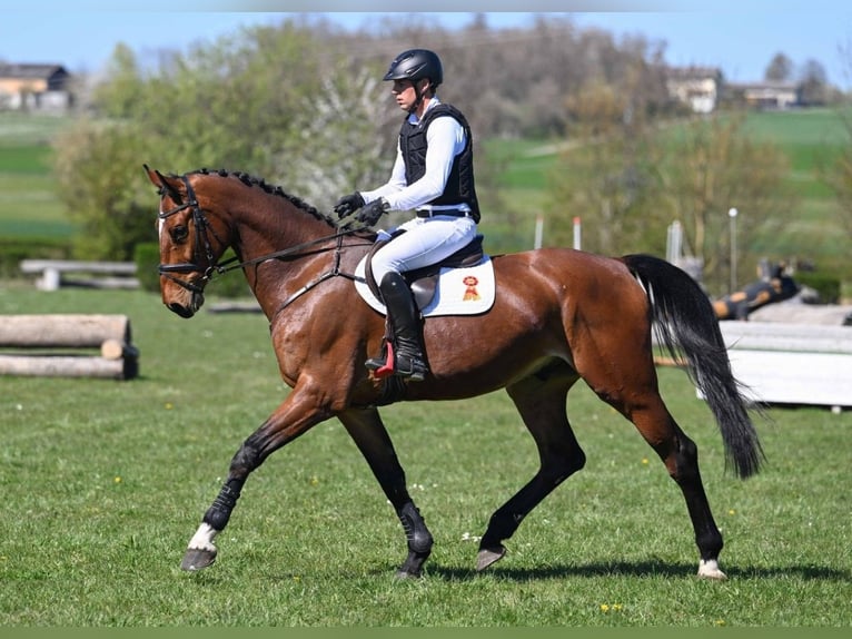 Duits sportpaard Ruin 6 Jaar 176 cm Bruin in Gomadingen