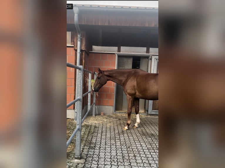 Duits sportpaard Ruin 6 Jaar 176 cm Donkere-vos in Rodgau