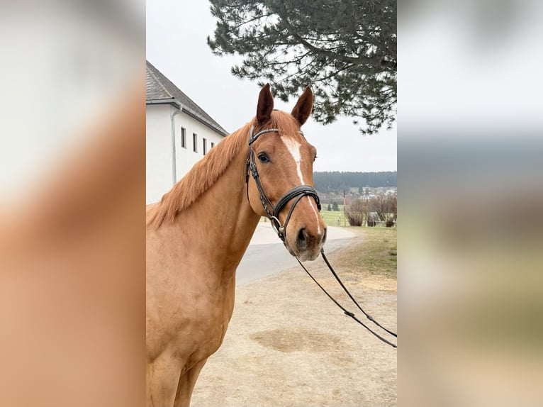 Duits sportpaard Ruin 6 Jaar 176 cm Vos in Pelmberg