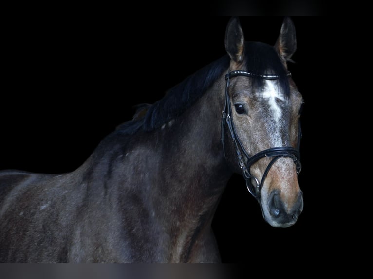 Duits sportpaard Ruin 6 Jaar 177 cm Schimmel in Oppin