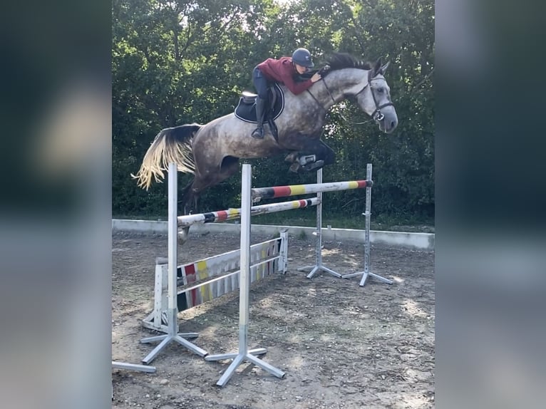 Duits sportpaard Ruin 6 Jaar 178 cm Brown Falb schimmel in Wien, Liesing