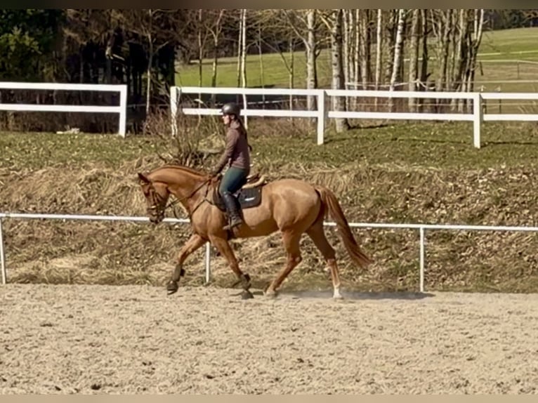 Duits sportpaard Ruin 6 Jaar 179 cm Vos in Pelmberg