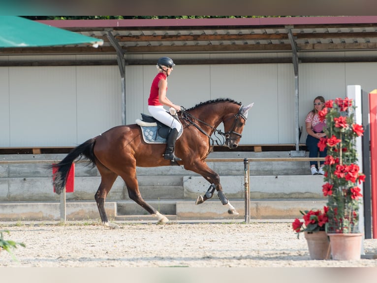 Duits sportpaard Ruin 6 Jaar 180 cm Bruin in Nassenfels