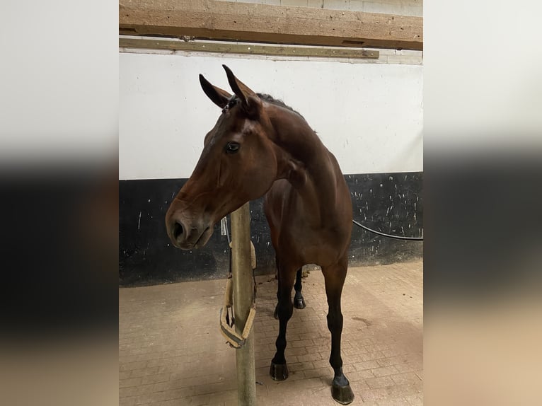 Duits sportpaard Ruin 6 Jaar 180 cm Donkerbruin in Visbek