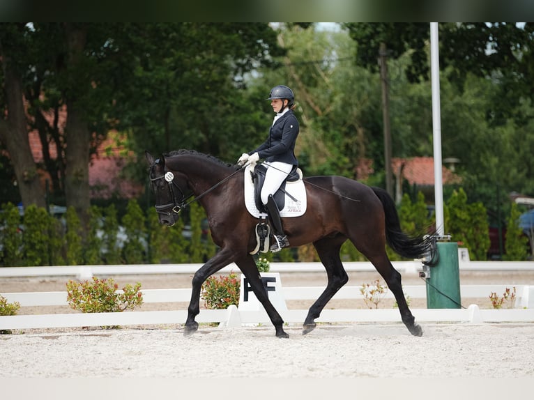 Duits sportpaard Ruin 6 Jaar 180 cm in Ludwigsburg