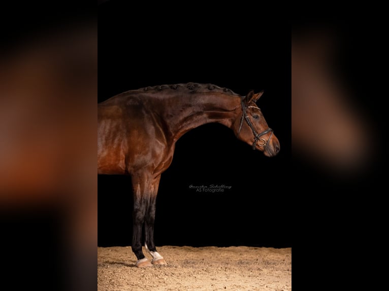 Duits sportpaard Ruin 6 Jaar 184 cm Bruin in Herrenberg