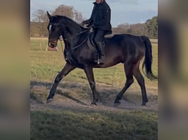 Duits sportpaard Ruin 6 Jaar 184 cm Bruin in Steinhöfel Briesen