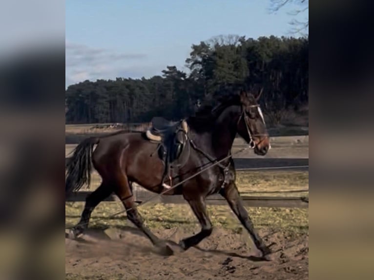 Duits sportpaard Ruin 6 Jaar 184 cm Bruin in Steinhöfel Briesen
