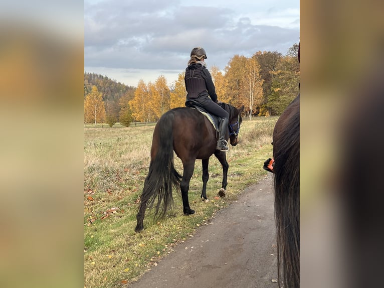 Duits sportpaard Ruin 7 Jaar 160 cm Donkerbruin in Hartha