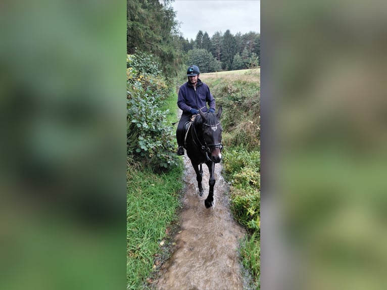Duits sportpaard Ruin 7 Jaar 160 cm Donkerbruin in Neustadt am Rübenberge