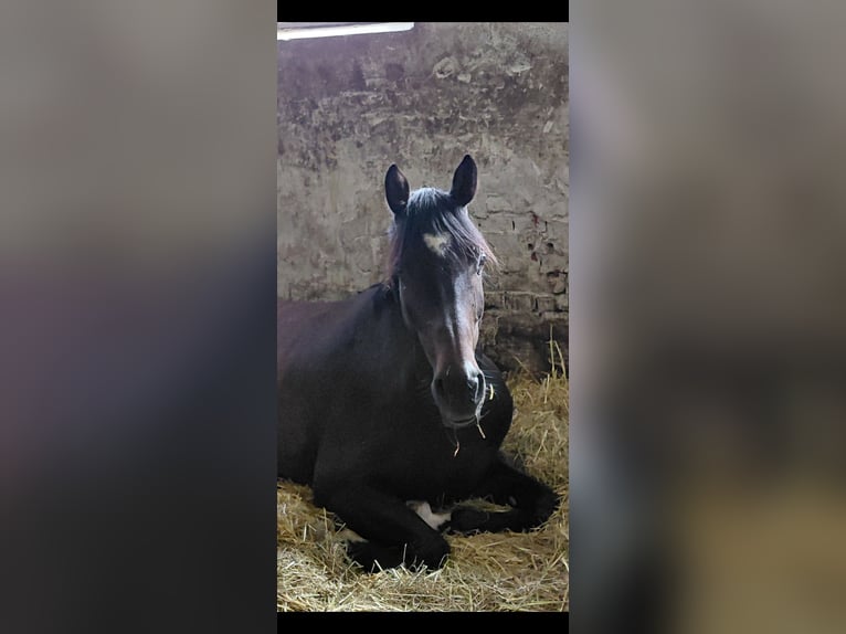 Duits sportpaard Ruin 7 Jaar 160 cm Donkerbruin in Neustadt am Rübenberge