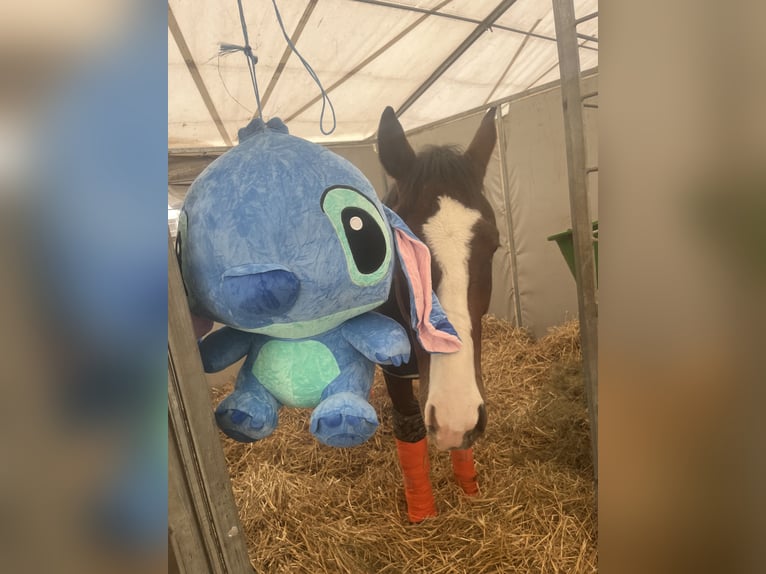 Duits sportpaard Ruin 7 Jaar 161 cm Bruin in Möderbrugg