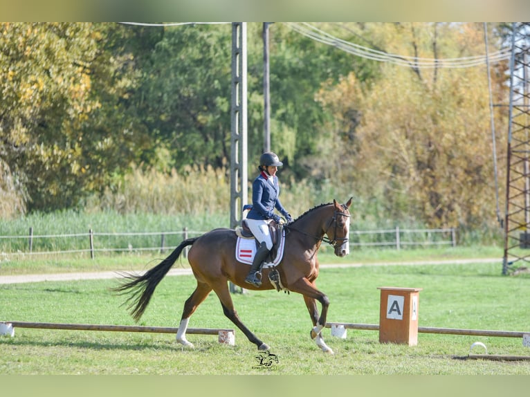 Duits sportpaard Ruin 7 Jaar 161 cm Bruin in Möderbrugg