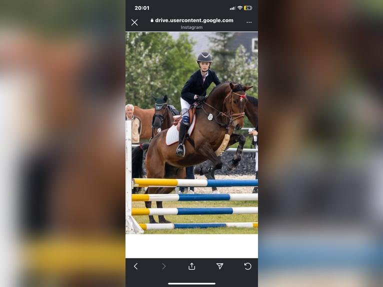Duits sportpaard Ruin 7 Jaar 162 cm Bruin in Lichtenau