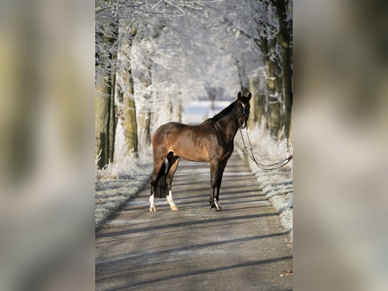Duits sportpaard Ruin 7 Jaar 165 cm Brauner in Vlotho
