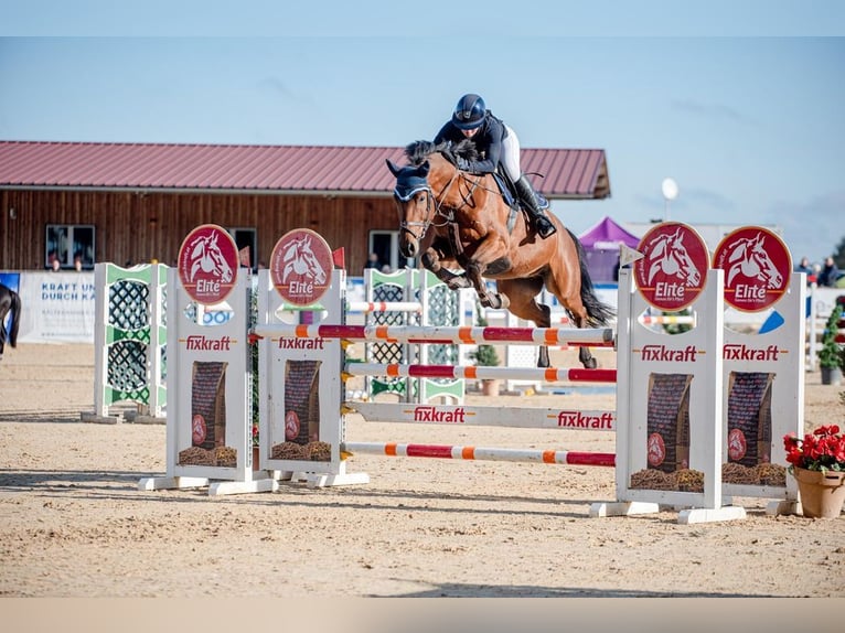 Duits sportpaard Ruin 7 Jaar 165 cm Bruin in Allershausen